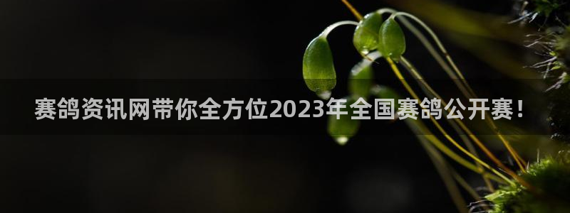 360篮球直播赛事：赛鸽资讯网带你全方位2023年全国赛鸽公开赛！