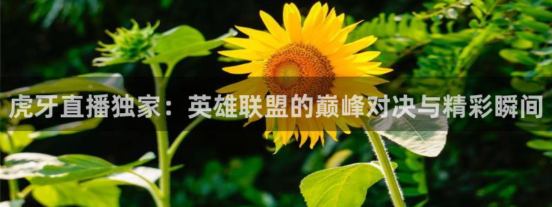 360免费体育直播网